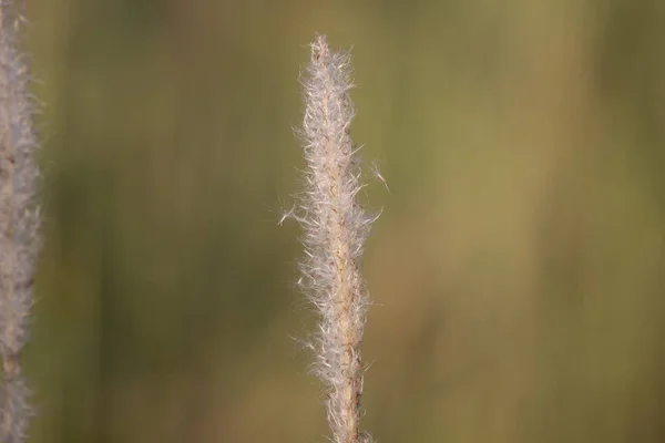 Крупним Планом Знімок Квітки Жовтої Трави — стокове фото