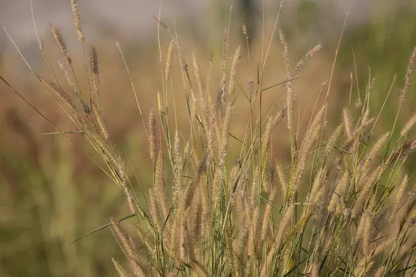 Close Shot Van Gele Gras Bloem — Stockfoto