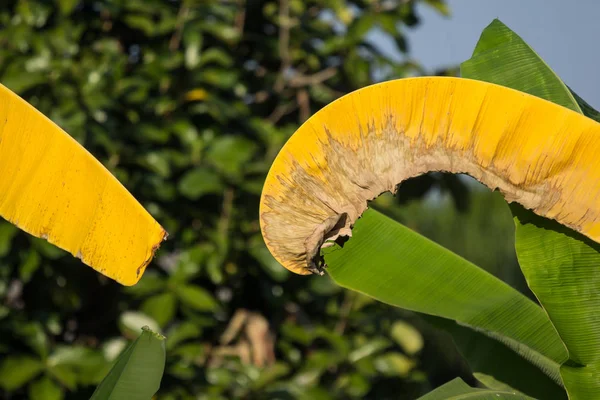 Dry Leaf of banana tree, Pisang Awak banana