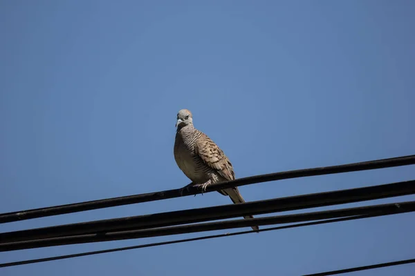 電力線の小さな鳥のクローズ アップ — ストック写真