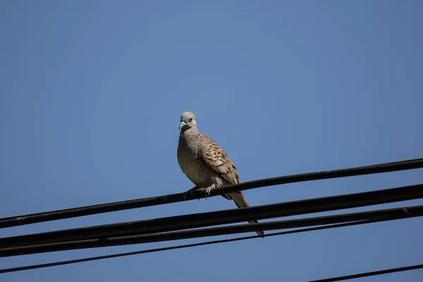 Close up of Small  bird on electricity line