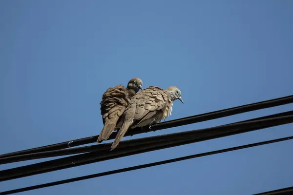 電力線の小さな鳥のクローズ アップ — ストック写真