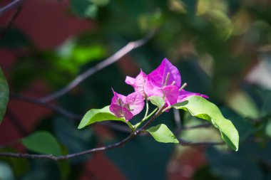 Pembe begonviller çiçek koyu arka planda kapatın