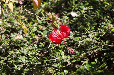 Kırmızı Hibiscus rosa-sinensis veya yeşil yapraklı Cooperi yakın çekim
