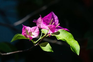 Pembe begonviller çiçek koyu arka planda kapatın