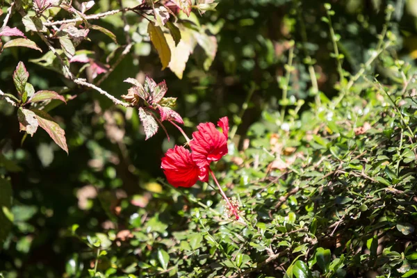 Primer Plano Hibiscus Rosa Sinensis Rojo Cooperi Con Fondo Hoja —  Fotos de Stock