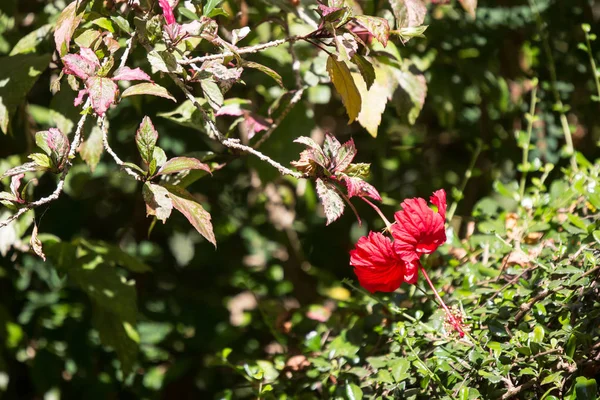 Nahaufnahme Von Rotem Hibiscus Rosa Sinensis Oder Cooperi Mit Grünem — Stockfoto