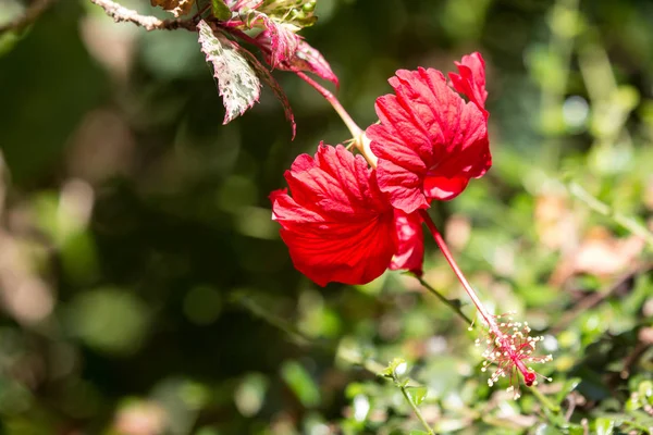 Primer Plano Hibiscus Rosa Sinensis Rojo Cooperi Con Fondo Hoja —  Fotos de Stock