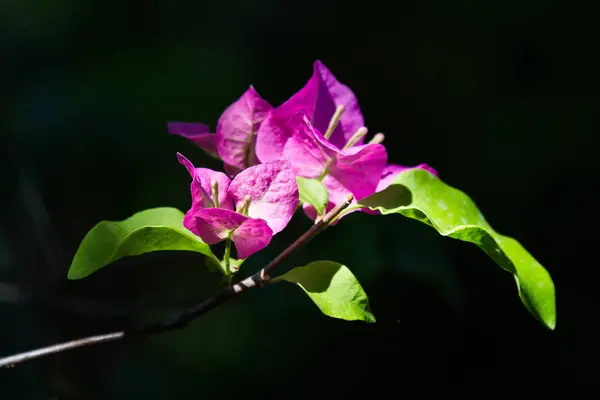 Flor Rosa Buganvilla Fondo Oscuro —  Fotos de Stock