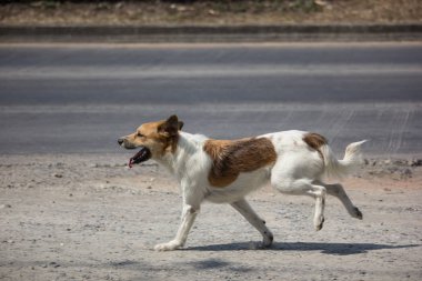 yüksek yol yol kenarında çalışan köpek