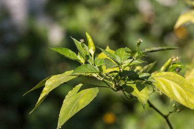 Biber PADI veya kuşbakışı göz biber veya kuş biber veya Tay biber