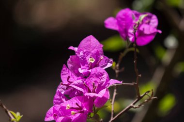 Pembe begonviller çiçek koyu arka planda kapatın