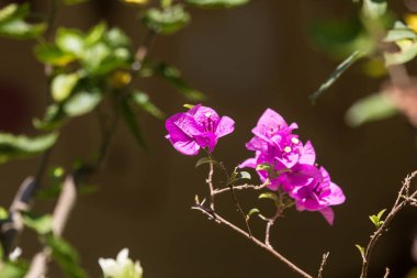 Pembe begonviller çiçek koyu arka planda kapatın