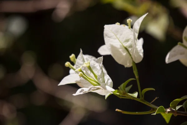 Закрыть Белый Цветок Bougainvillea Темном Фоне — стоковое фото