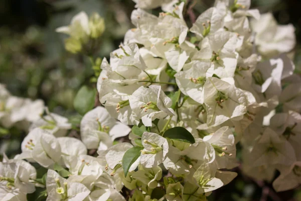 Flor Buganvilla Blanca Fondo Oscuro —  Fotos de Stock