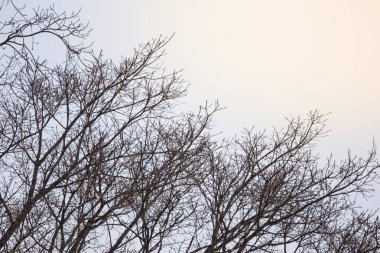 Yeşil büyük ağaç ya da dev yağmur ağaç