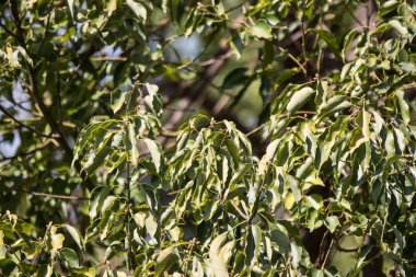 Cinnamomum camphora ağacının yaprak