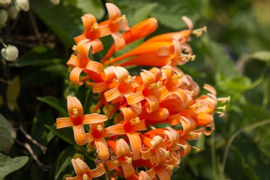 Orange Pyrostegia Venusta flower clipart