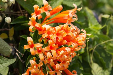 Orange Pyrostegia Venusta çiçek