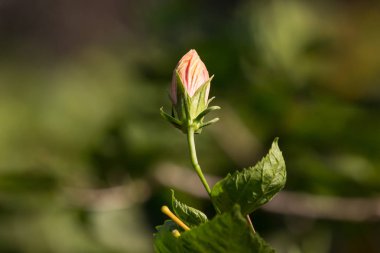 Turuncu Hibiscus rosa-sinensis yakın çekim 