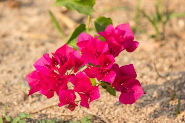 pembe Begonviller çiçek