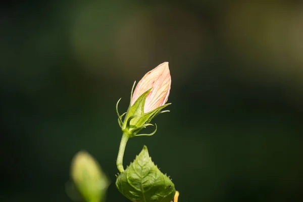 Primer plano de Orange Hibiscus rosa-sinensis — Foto de Stock