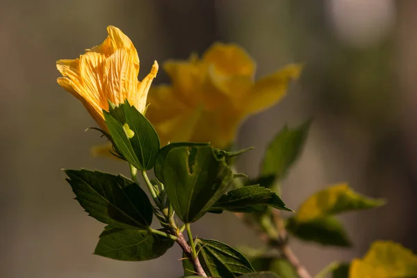 Zbliżenie żółty Hibiscus rosa-sinensis — Zdjęcie stockowe