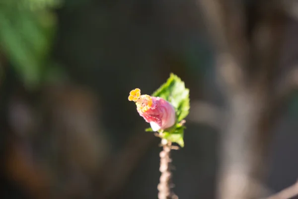 Primer plano de Soft Pink Hibiscus rosa-sinensis —  Fotos de Stock