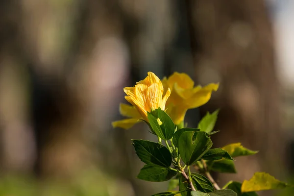 Close up de amarelo Hibiscus rosa-sinensis — Fotografia de Stock