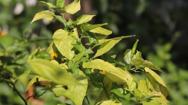 Chilli Padi Eller Bird Eye Chili Eller Fågel Chili Eller — Stockvideo