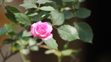 tatlı pembe Gül çiçek