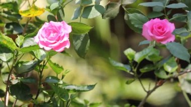 tatlı pembe Gül çiçek