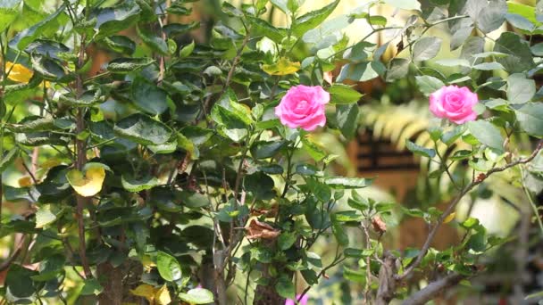 Closeup Pink Rose Flower — Stock Video