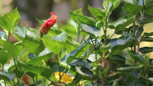Avvicinamento Del Rosso Hibiscus Rosa — Video Stock