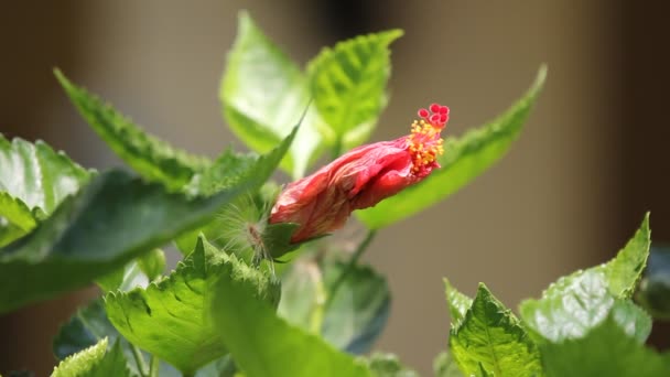 Primer Plano Hibiscus Rosa Rojo — Vídeo de stock