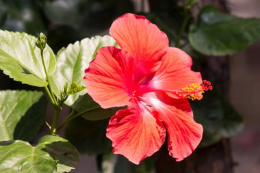 Kırmızı Hibiscus rosa-sinensis 'i kapatın. 