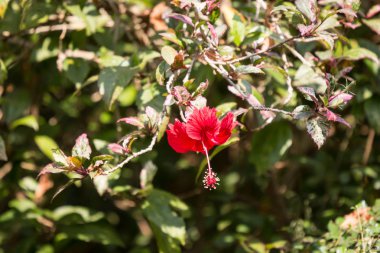 Kırmızı Hibiscus rosa-sinensis 'i kapatın. 
