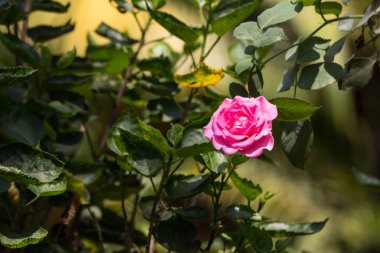 Yeşil yapraklı pembe gül çiçeği