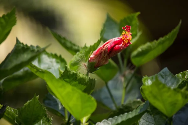 Κοντινό πλάνο του κόκκινου Hibiscus rosa-sinensis — Φωτογραφία Αρχείου