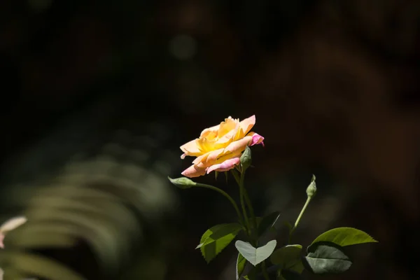 Rosa amarilla flor — Foto de Stock