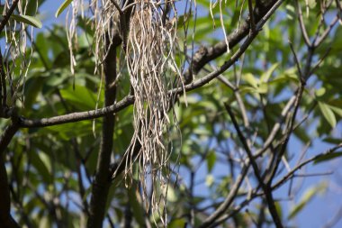 Blackboard ağacının kahverengi bakla 