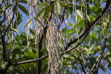 Blackboard ağacının kahverengi bakla 