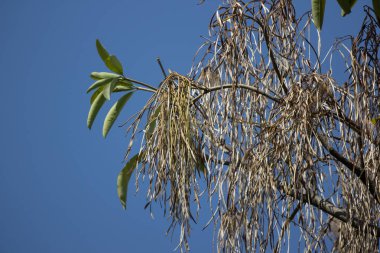 Blackboard ağacının kahverengi bakla 