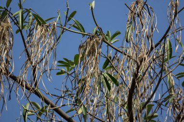 Blackboard ağacının kahverengi bakla 