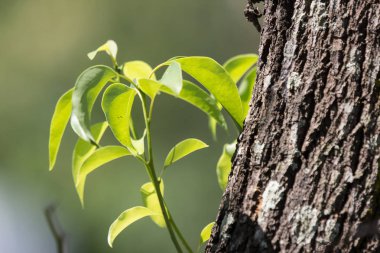 Cinnamomum camphora ağacının yaprak