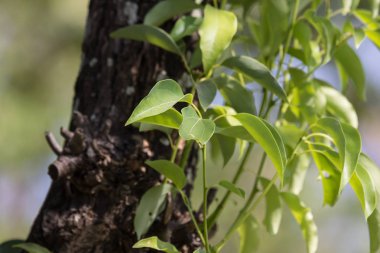 Cinnamomum camphora ağacının yaprak