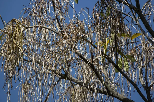 Brown Pods of  Blackboard Tree — Stock Photo, Image