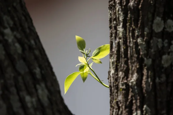 Hoja de árbol de Cinnamomum camphora —  Fotos de Stock