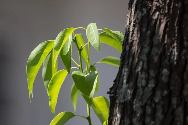 Cinnamomum camphora fa levél — Stock Fotó