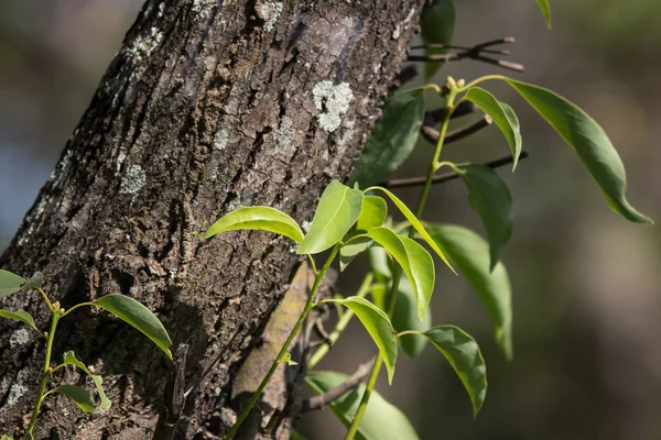 녹 나무 나무의 잎 — 스톡 사진